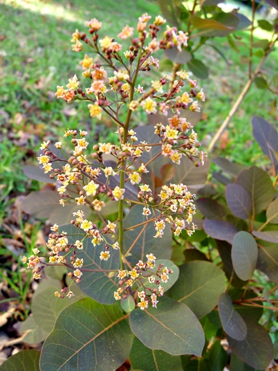 {Cotinus coggygria}
